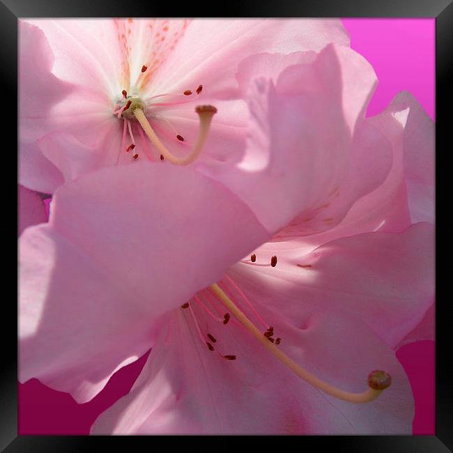 Pink Rhododendron Framed Print by Nicola Hawkes