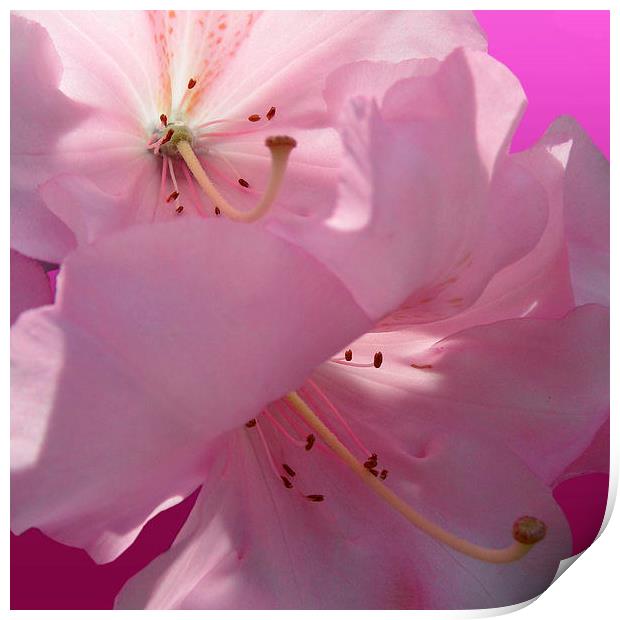 Pink Rhododendron Print by Nicola Hawkes
