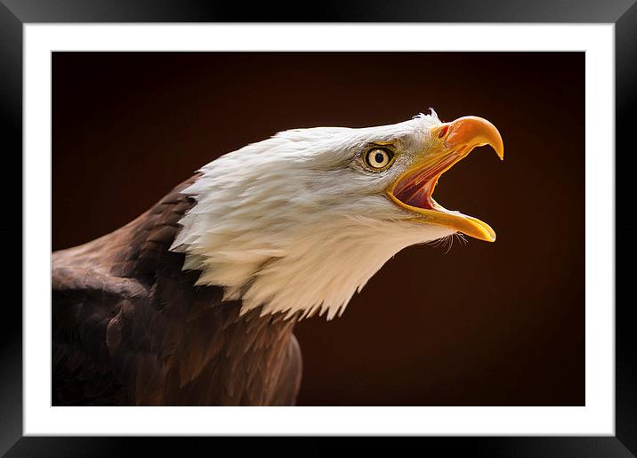 Bald eagle (Haliaeetus leucocephalus) Framed Mounted Print by Steve Liptrot