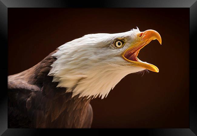 Bald eagle (Haliaeetus leucocephalus) Framed Print by Steve Liptrot