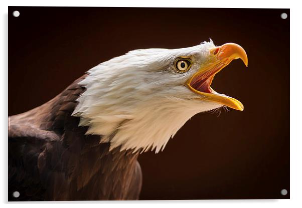 Bald eagle (Haliaeetus leucocephalus) Acrylic by Steve Liptrot