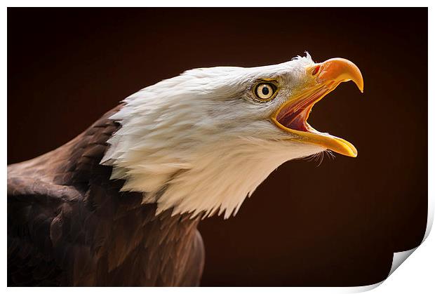 Bald eagle (Haliaeetus leucocephalus) Print by Steve Liptrot