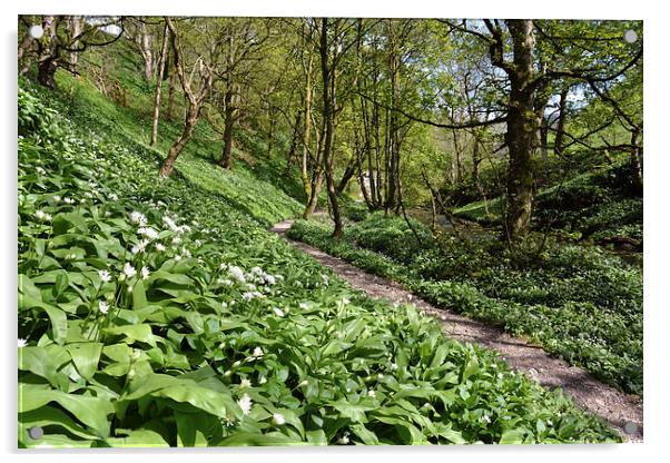 Wild Garlic Malham Acrylic by Gary Kenyon