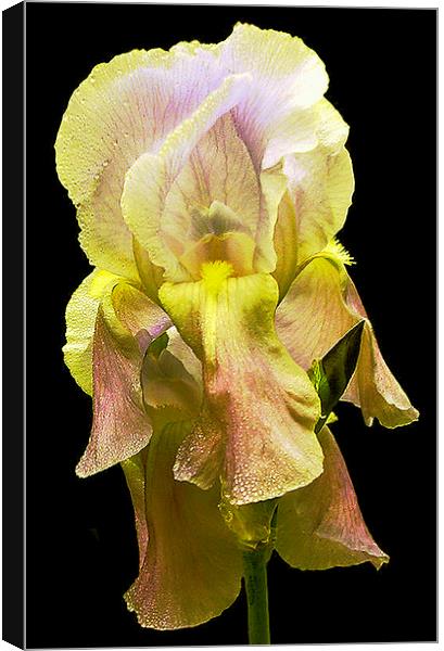 Grand Yellow Iris Canvas Print by james balzano, jr.
