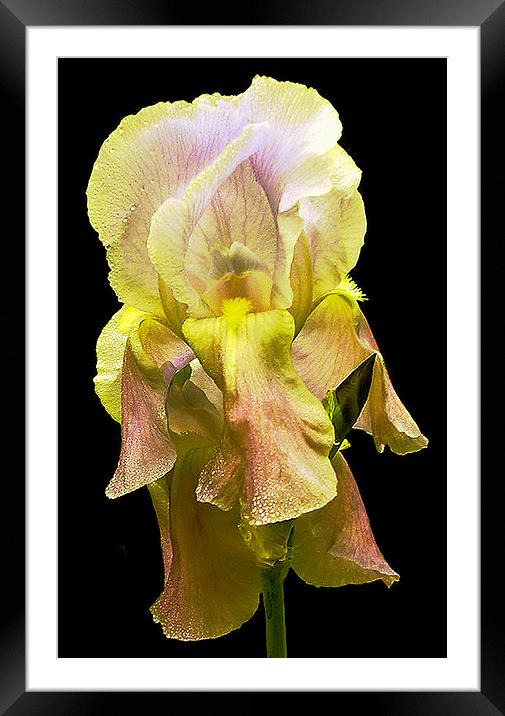 Grand Yellow Iris Framed Mounted Print by james balzano, jr.