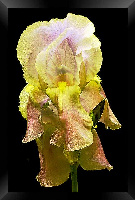 Grand Yellow Iris Framed Print by james balzano, jr.