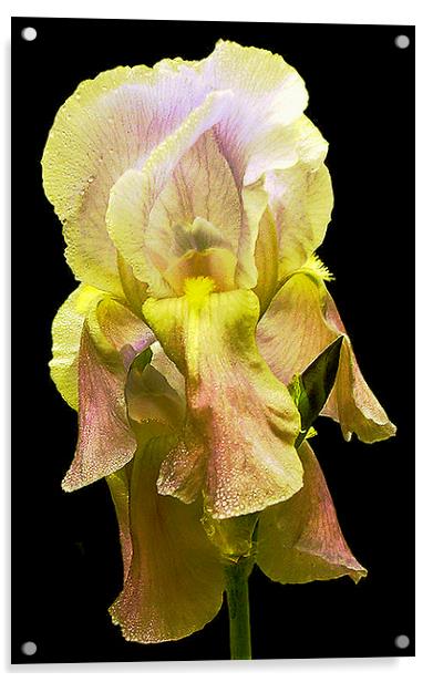 Grand Yellow Iris Acrylic by james balzano, jr.