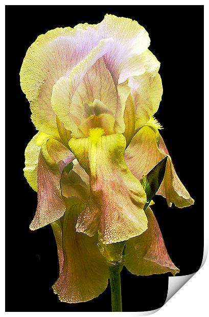 Grand Yellow Iris Print by james balzano, jr.