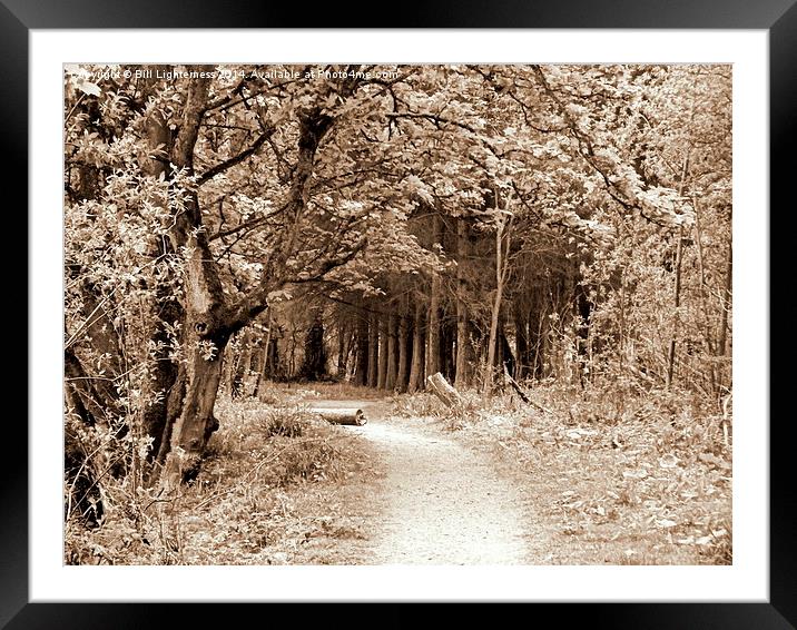 Sepia Walk Through the Trees Framed Mounted Print by Bill Lighterness