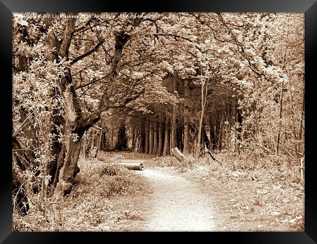 Sepia Walk Through the Trees Framed Print by Bill Lighterness