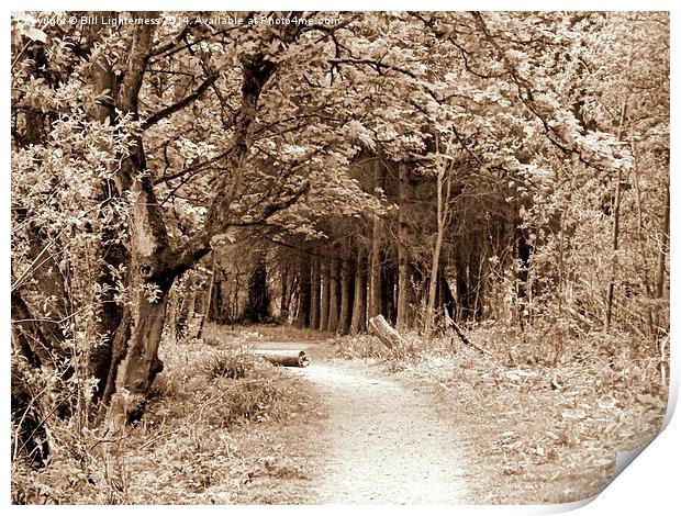 Sepia Walk Through the Trees Print by Bill Lighterness