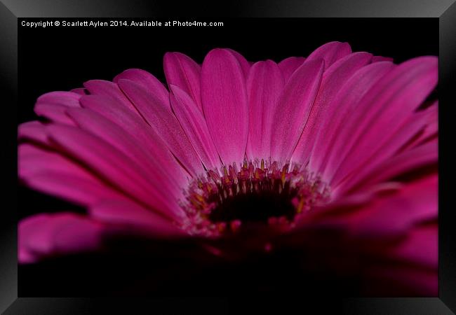 Pink Petal Framed Print by Scarlett Aylen