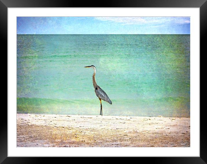 Big Blue Heron Framed Mounted Print by Judy Hall-Folde