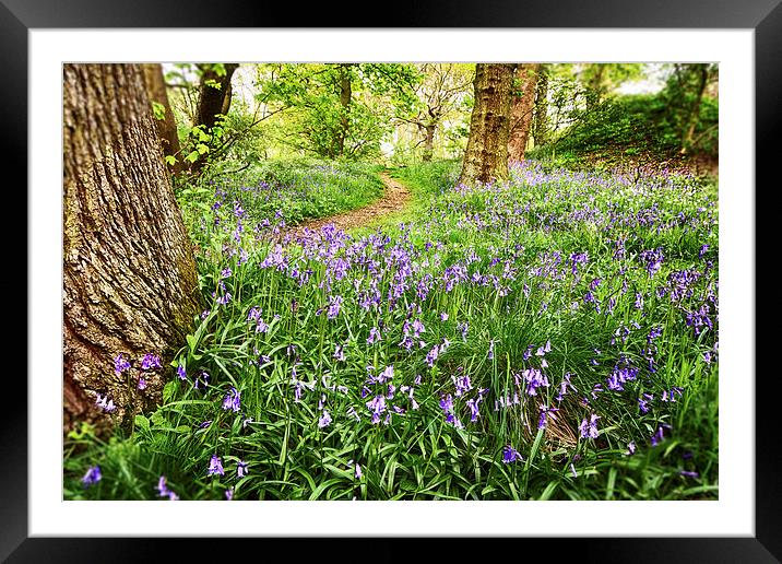 The Bluebell Trail Framed Mounted Print by Trevor Camp