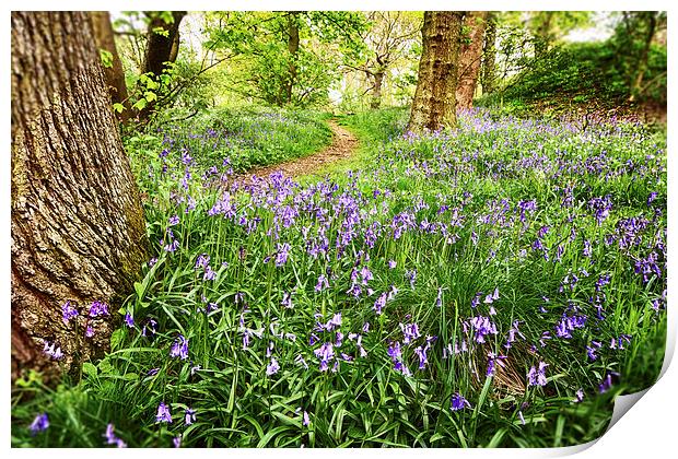 The Bluebell Trail Print by Trevor Camp