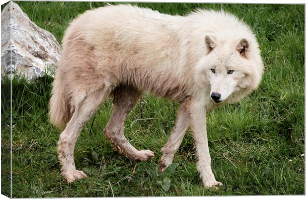 Arctic Wolf Canvas Print by Andy McGarry