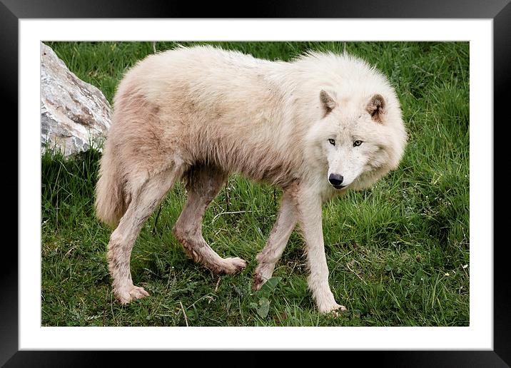 Arctic Wolf Framed Mounted Print by Andy McGarry