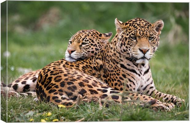 Jaguars sharing a moment Canvas Print by Andy McGarry