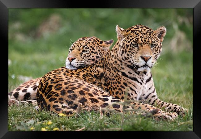 Jaguars sharing a moment Framed Print by Andy McGarry