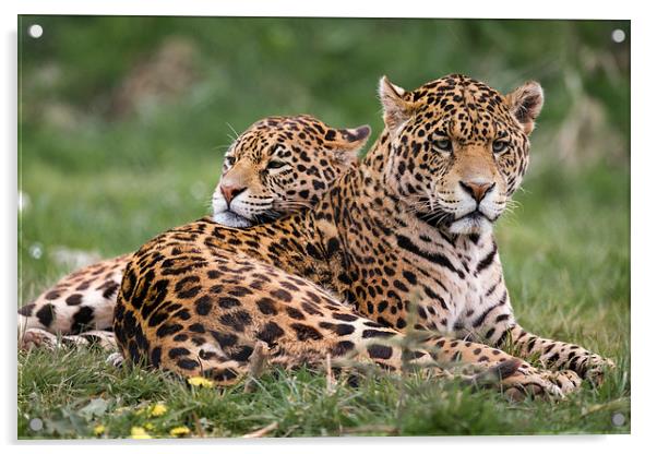 Jaguars sharing a moment Acrylic by Andy McGarry