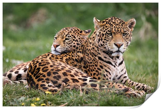 Jaguars sharing a moment Print by Andy McGarry