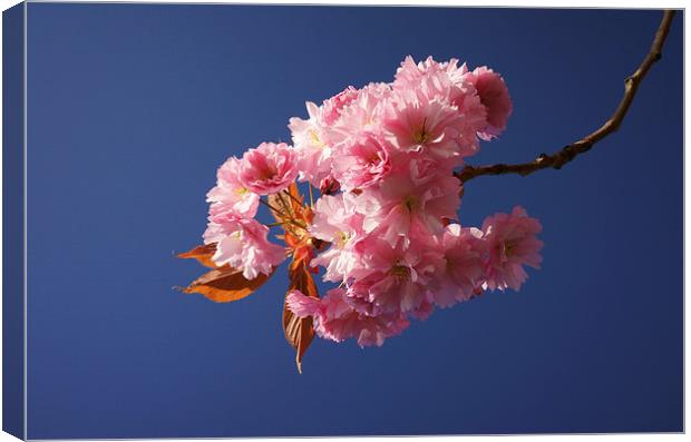 Cherry Blossom Canvas Print by Darren Galpin