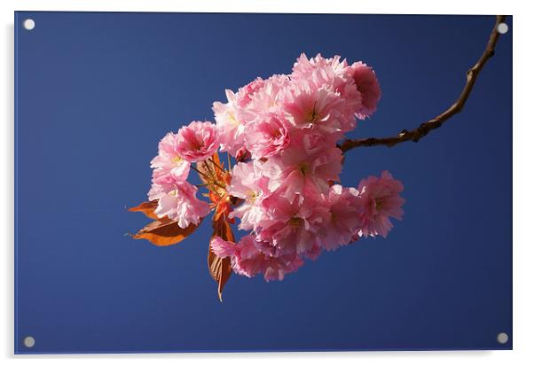 Cherry Blossom Acrylic by Darren Galpin