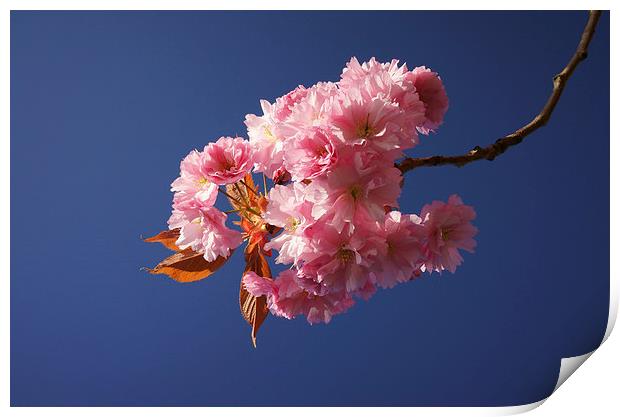 Cherry Blossom Print by Darren Galpin