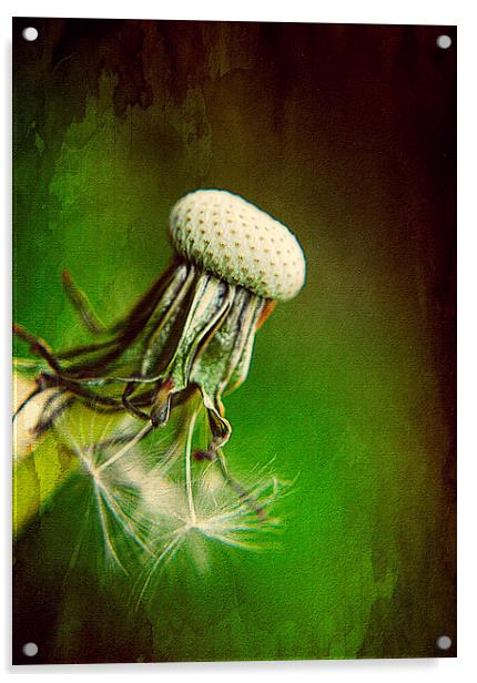 Dandelion Textured Acrylic by Rosanna Zavanaiu