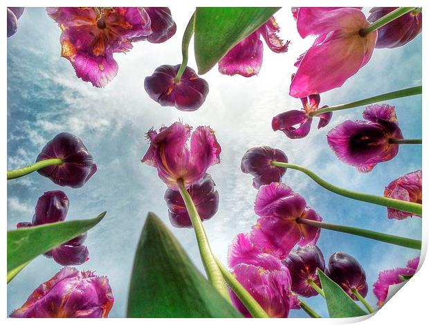 Purple Spring Tulips Print by Scott Anderson