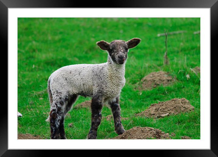 Little Lamb Framed Mounted Print by Rob Seales