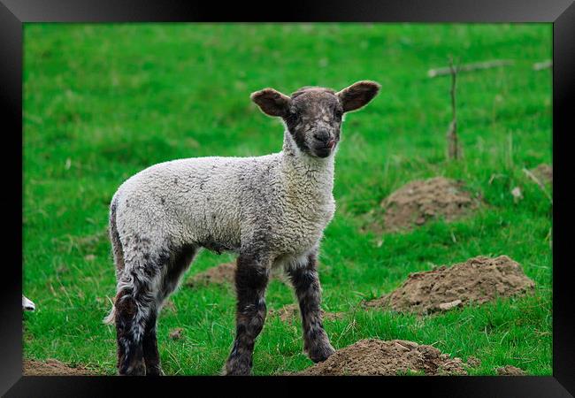 Little Lamb Framed Print by Rob Seales