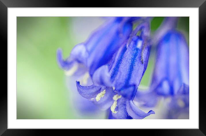 Bluebell Framed Mounted Print by Laura Witherden