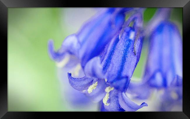 Bluebell Framed Print by Laura Witherden