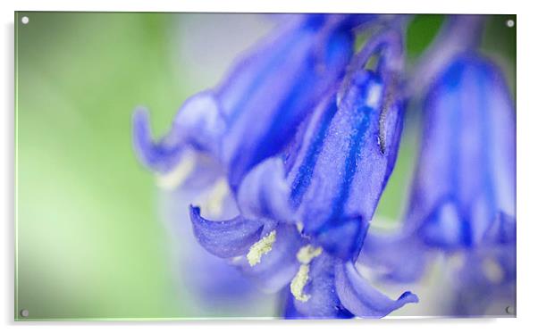 Bluebell Acrylic by Laura Witherden