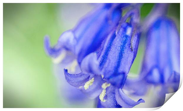 Bluebell Print by Laura Witherden