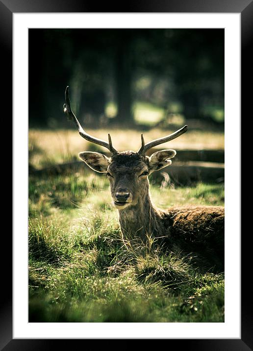 Sika Deer Framed Mounted Print by Sean Wareing