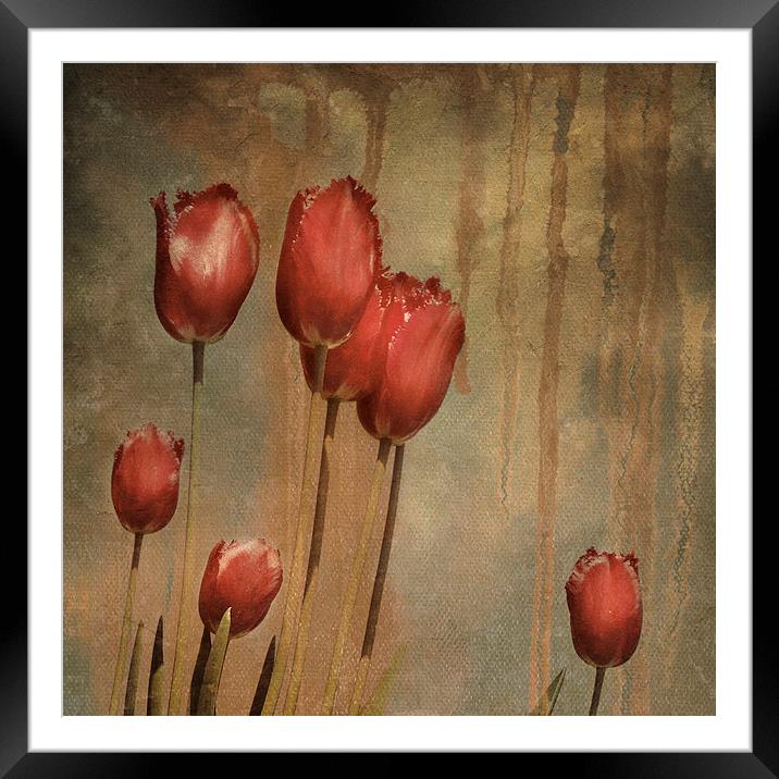 textured tulips - vintage grunge Framed Mounted Print by Heather Newton