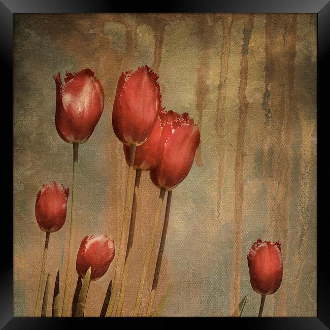 textured tulips - vintage grunge Framed Print by Heather Newton