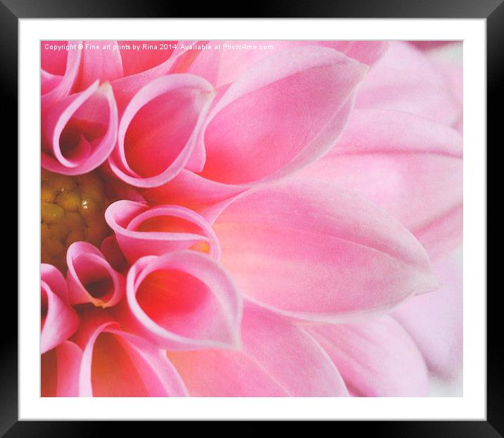 Pink Dahlia Framed Mounted Print by Fine art by Rina