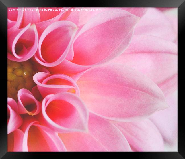 Pink Dahlia Framed Print by Fine art by Rina