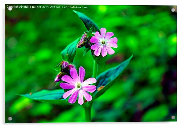 Woodland Wild Flower Acrylic by philip milner