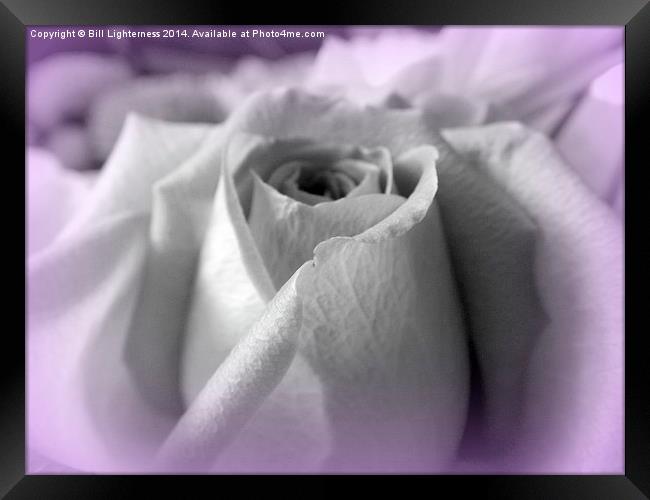 Rose with a twist ! Framed Print by Bill Lighterness
