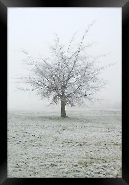 Frozen Tree, Winter, UK Framed Print by Bernd Tschakert