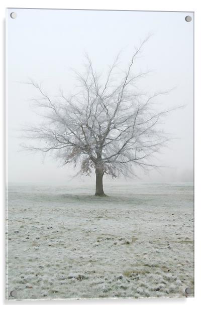 Frozen Tree, Winter, UK Acrylic by Bernd Tschakert