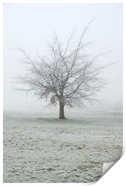 Frozen Tree, Winter, UK Print by Bernd Tschakert