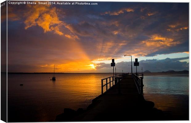 Sunrise at Salamander Bay Canvas Print by Sheila Smart