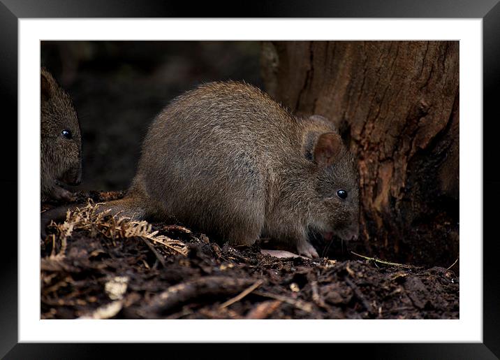 No Im Not A Rat! Framed Mounted Print by Graham Palmer