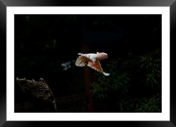 Miff In Flight Framed Mounted Print by Graham Palmer