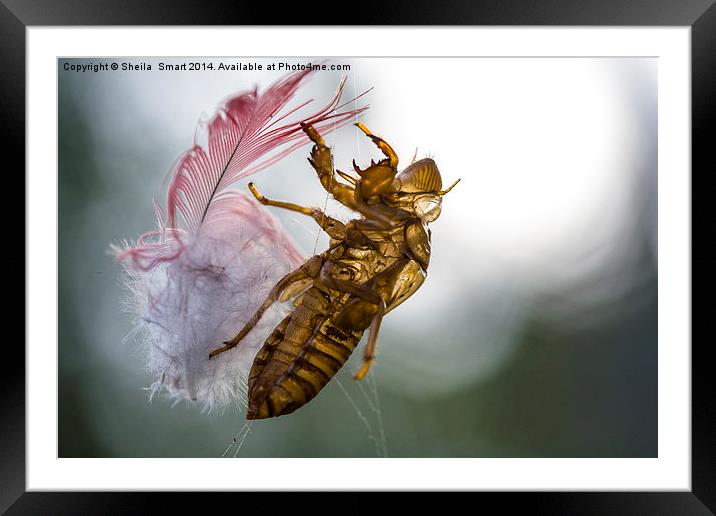 Cicada with galah feather Framed Mounted Print by Sheila Smart